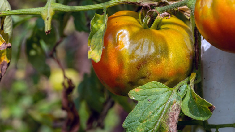 Mildiou de la tomate : le reconnaître, le traiter et l'éviter l'an prochain