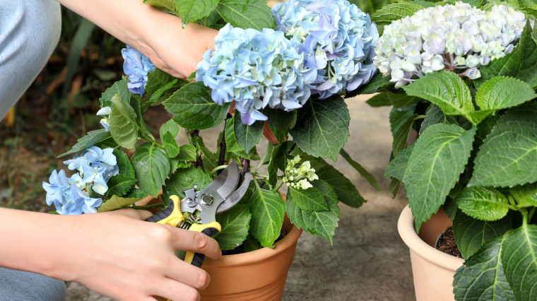 Tailler les hortensias : quand et comment ?