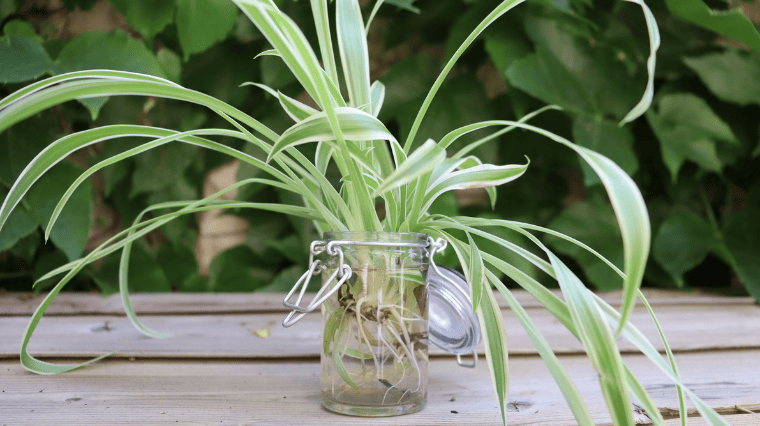 Chlorophytum : comment entretenir et bouturer la plante araignée ?