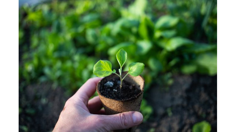 Faire ses semis à la maison : matériel, étapes et astuces