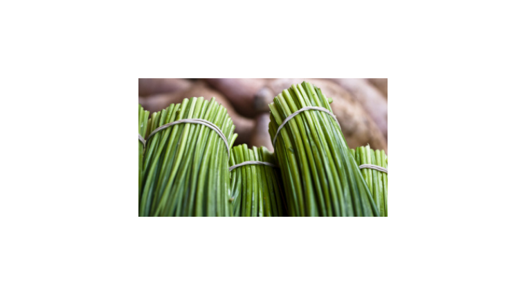 Comment planter de la ciboulette ? Des semis au repiquage en terre...