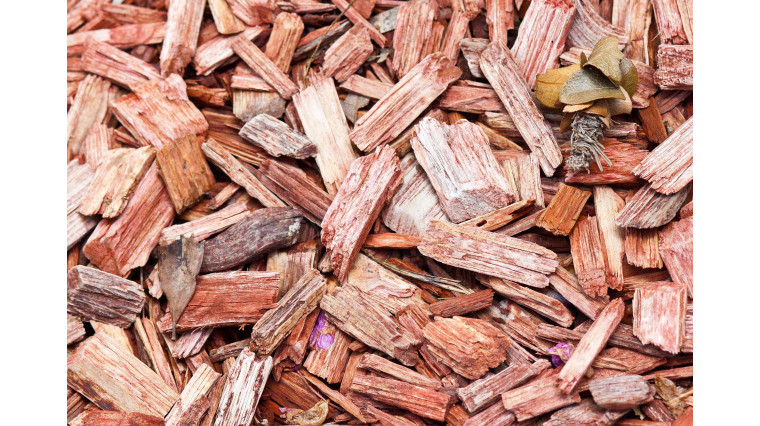 Que planter dans son potager en février ?