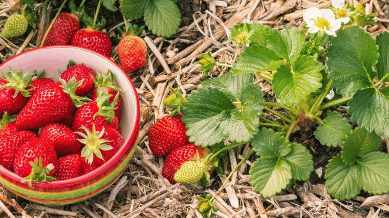 Comment planter des fraisiers en début d'automne et les entretenir ?