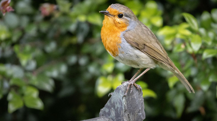 5 astuces pour accueillir les rouges-gorges dans votre jardin cet hiver