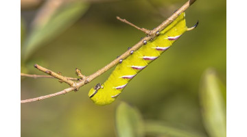 Méfiez-vous de cette drôle de chenille dans votre jardin