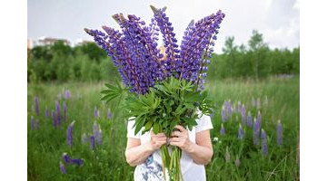Plantez dès maintenant cette plante vivace pour transformer vos massifs