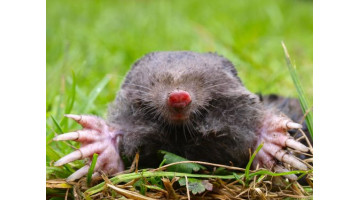 Éloignez les taupes avec ces 5 plantes qu'elles détestent !