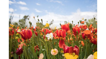 Créer un massif fleuri : quelles plantes choisir pour une floraison échelonnée ?