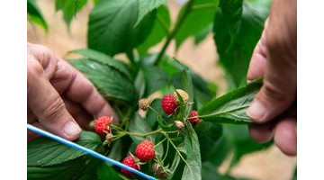 Comment bien entretenir ses framboisiers en automne ?