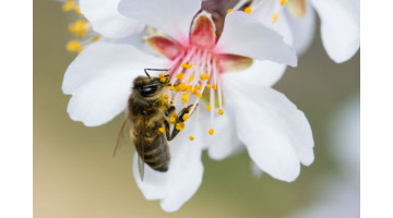 Favoriser la pollinisation : plantes et astuces pour attirer les abeilles et papillons