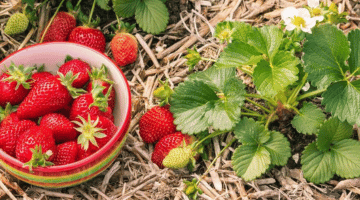 Comment planter des fraisiers en début d'automne et les entretenir ?