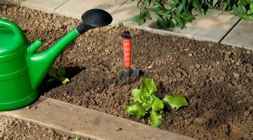 Planter les salades à la mi-novembre : astuces