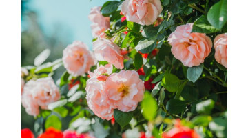 Découvrez cette astuce naturelle pour protéger vos rosiers des pucerons