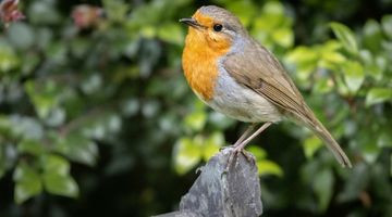 5 astuces pour accueillir les rouges-gorges dans votre jardin cet hiver