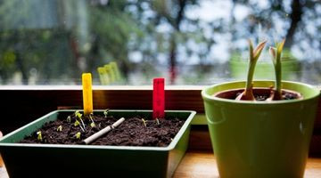 Semis d’intérieur : 6 légumes à démarrer en janvier pour gagner du temps
