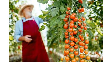 Notre astuce pour cultiver des tomates succulentes cet été !