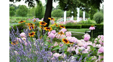 Les plus belles variétés de fleurs à planter pour un jardin fleuri jusqu’à l’automne
