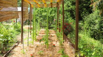 Agenda du jardinier en juin