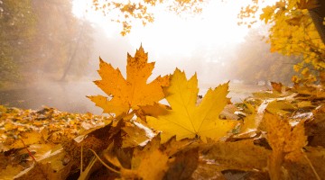 AGENDA DU JARDINIER EN OCTOBRE