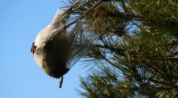 COMMENT LUTTER ET VAINCRE LA CHENILLE PROCESSIONNAIRE DU PIN ?