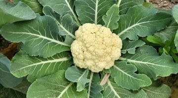 La méthode japonaise pour récolter des choux fleurs plus grands même en plein hiver