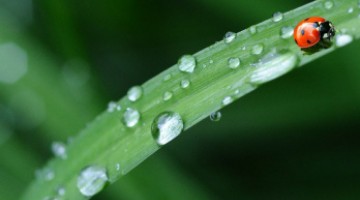 Récupérer l'eau de pluie : une solution écologique et économique !
