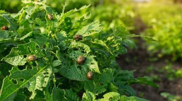 Comment se débarrasser des doryphores ?