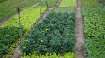 Engrais verts : que semer fin août pour un sol nourri au printemps ?