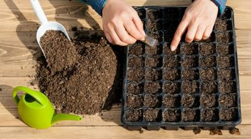 Février : les 7 graines à semer maintenant pour tout planter en avril