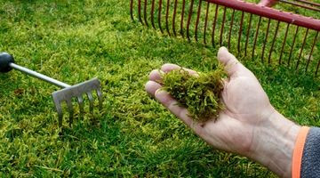 Votre pelouse est envahie de mousse ? Le geste à faire avant fin mars pour tout rattraper
