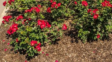 Comment et quand pailler ses rosiers ?