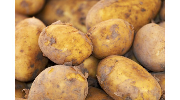 Découvrez toutes les astuces pour avoir de belles pommes de terre sur Jardin&Saisons
