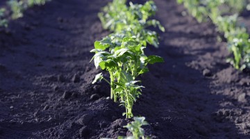 Comment attirer les vers de terre dans son potager ?