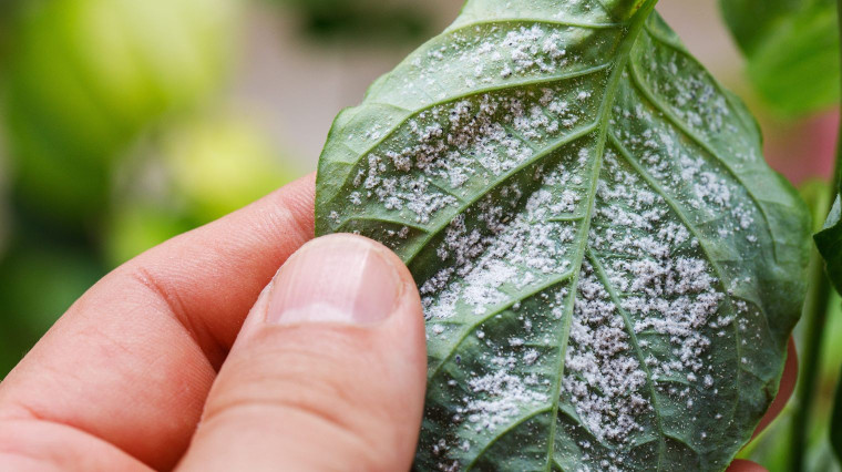Traitement des cochenilles au savon noir : recette et dosage