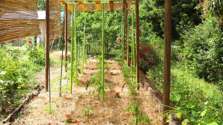 Agenda du jardinier en juin