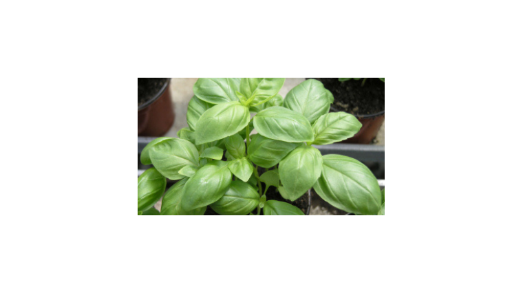 Quand et comment faire pousser du basilic ?