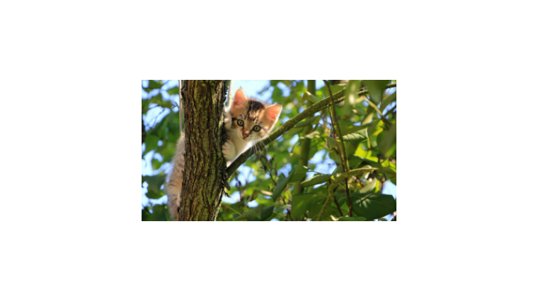 Comment empêcher les chats de venir dans son jardin ?