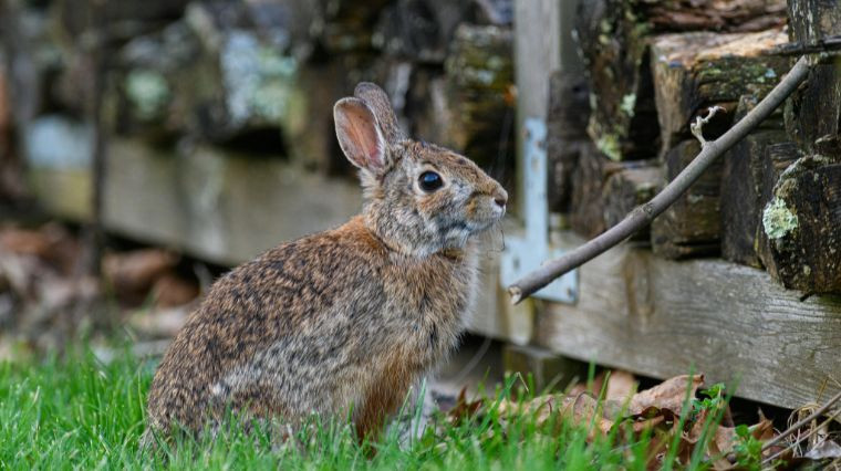 Comment éloigner les lapins du jardin ?
