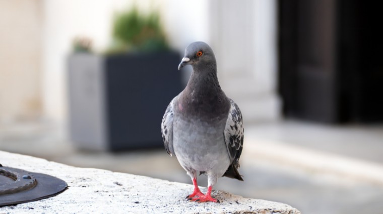 Comment éloigner les pigeons ou les oiseaux ?