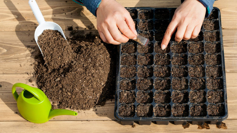 Février : les 7 graines à semer maintenant pour tout planter en avril
