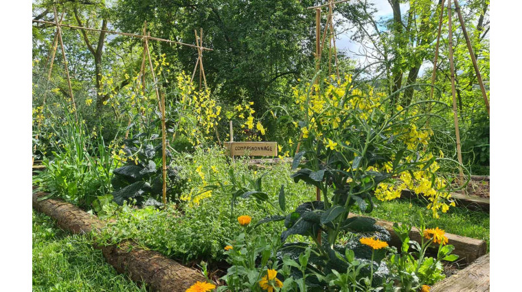 Réussir son potager en permaculture : les étapes clés sur une année