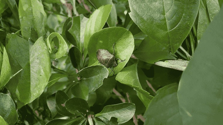 La punaise diabolique : le guide complet pour s’en débarrasser
