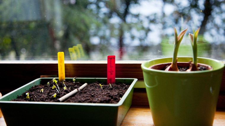 Semis d’intérieur : 6 légumes à démarrer en janvier pour gagner du temps