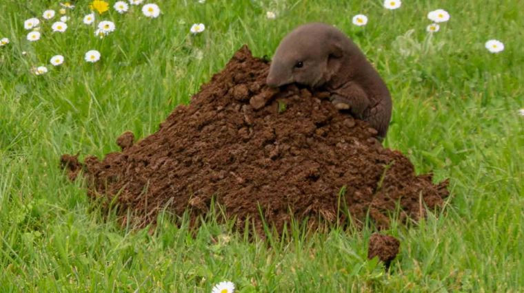Comment se débarrasser des taupes dans le jardin ?