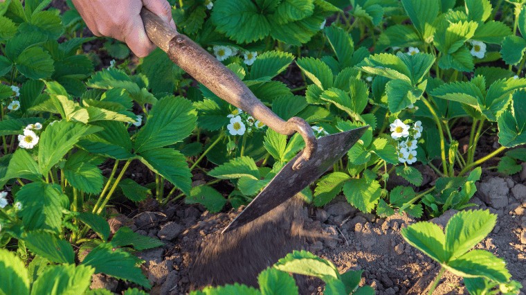 Quel terreau et engrais pour planter des fraisiers ?