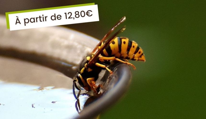Un été sans guêpe, mouche ni frelon !